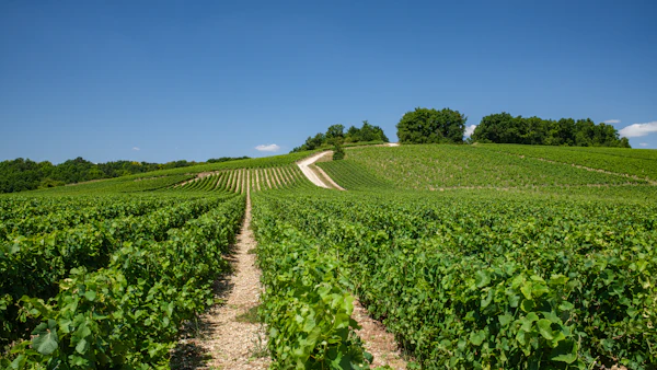 Vineyard rows and a path in Burgundy beneath a blue sky