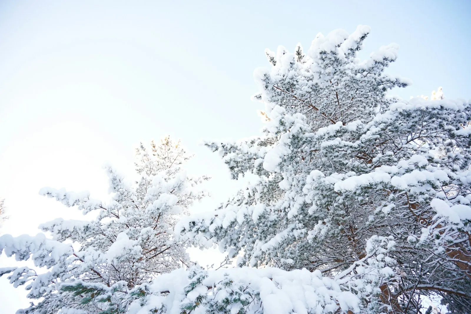 Snow-covered trees in the far north